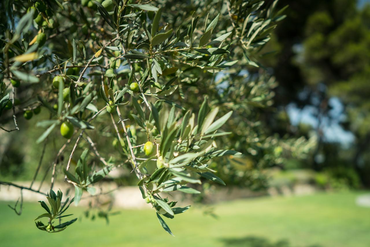 Domaine De Saint Clair Bed and Breakfast Aix-en-Provence Buitenkant foto